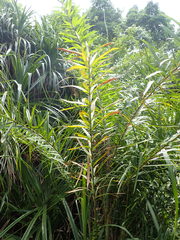 Calamus viminalis