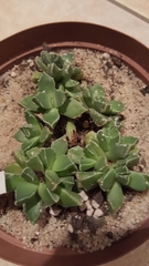 Faucaria bosscheana