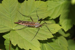 Tipula hortorum