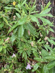 Rhododendron penthanthera
