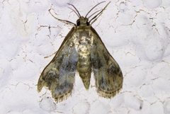 Elophila occidentalis