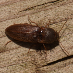Agriotes mancus