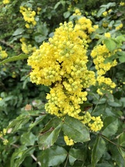 Berberis aquifolium