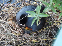 Fulica atra