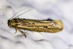 Ypsolopha sp-sw