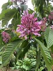 Palicourea lasiantha