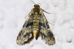 Elophila occidentalis