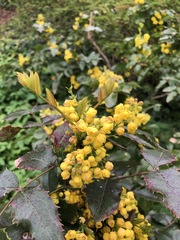 Berberis aquifolium