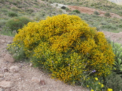 Genista jimenezii