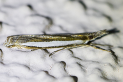 Crambus sperryellus