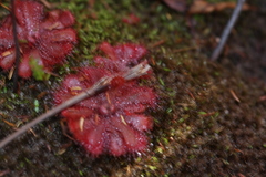 Drosera aliciae