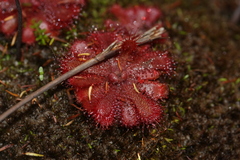 Drosera aliciae