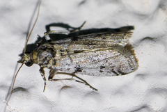 Laetilia dilatifasciella