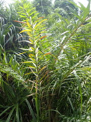 Calamus viminalis