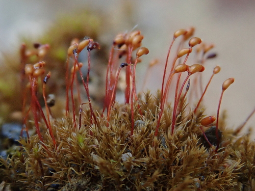 dicranella moss (Dicranella varia)