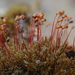 Variable Forklet-Moss - Photo (c) Christian Berg, some rights reserved (CC BY), uploaded by Christian Berg