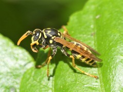 Polistes dominula
