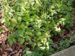 Urtica dioica