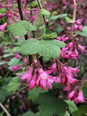 Ribes