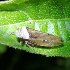 Sordana sordida