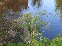 Buddleja davidii