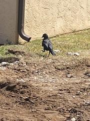 Corvus brachyrhynchos