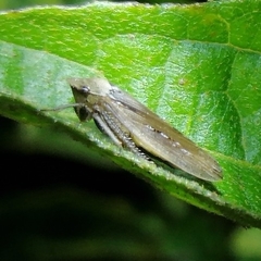 Sordana sordida