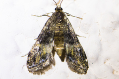 Elophila occidentalis