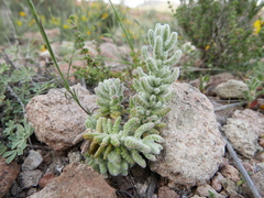 Teucrium charidemi