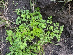 Anthriscus cerefolium