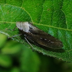 Sordana sordida