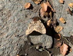 Ormiscodes nigrosignata