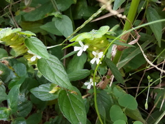 Phaulopsis imbricata