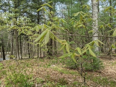 Acer triflorum