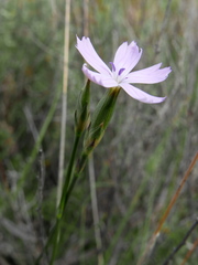 Dianthus charidemi