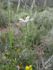 Dianthus charidemi