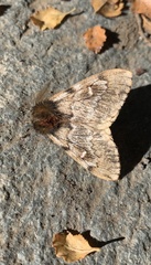 Ormiscodes nigrosignata