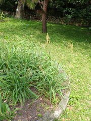 Spodiopogon formosanus