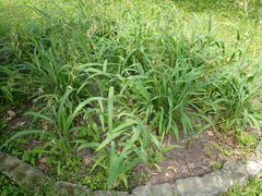 Spodiopogon formosanus