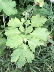 Chelidonium majus