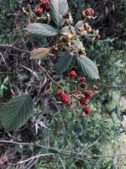 Rubus pringlei