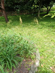 Spodiopogon formosanus