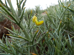 Ulex canescens