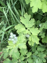 Chelidonium majus