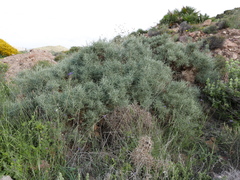 Ulex canescens