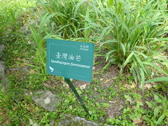 Spodiopogon formosanus