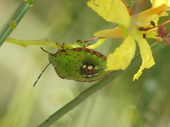 Nezara viridula