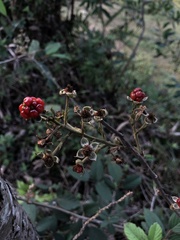 Rubus pringlei