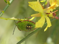 Nezara viridula