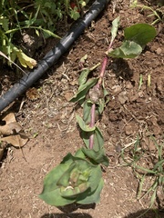 Penstemon cardinalis
